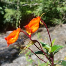 Flower in the National Park Amboro